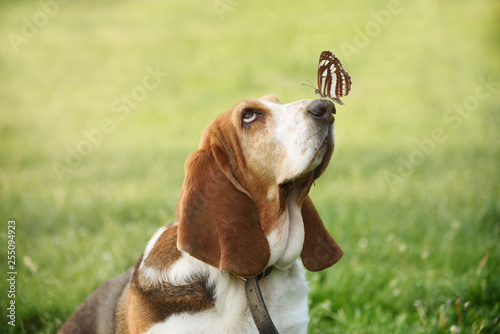 Photography Cute dog with butterfly on his nose