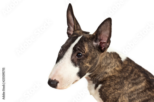 Dog breed mini bull terrier portrait on a white background in profile