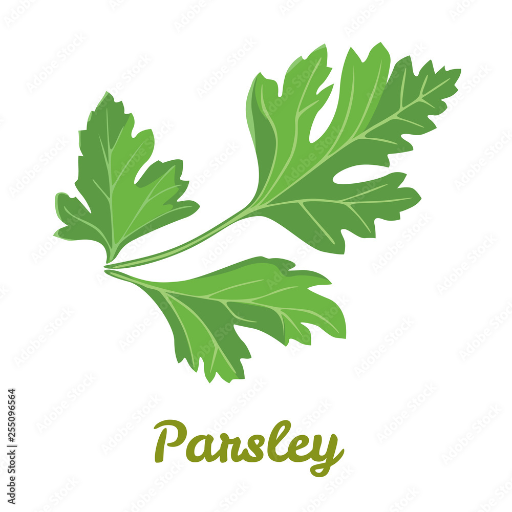 Parsley Cartoon Clipart
