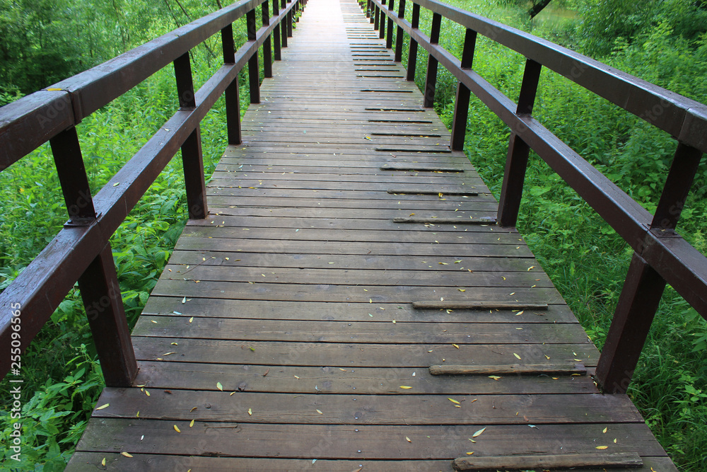 Wooden bridge among the greenery in the forest