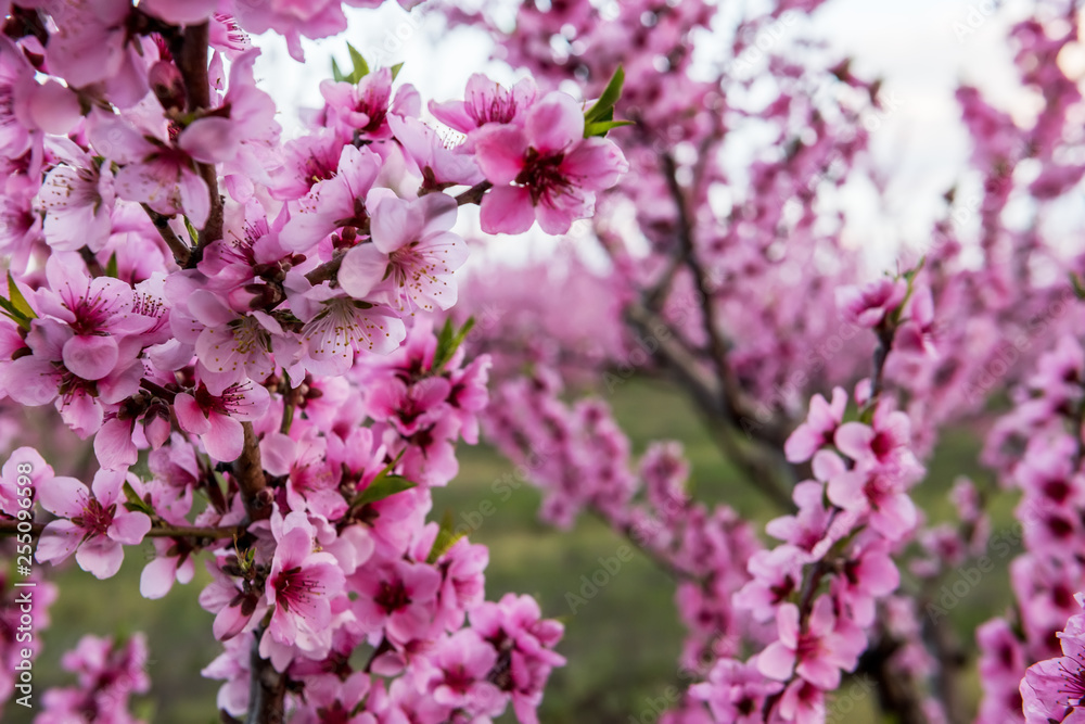 Spring flowering of peach tree. Delicate pink flowers on a branch in the garden. Selective soft focus. Spring flowering of peach tree. Delicate pink flowers on a branch in the garden. Selective soft focus.