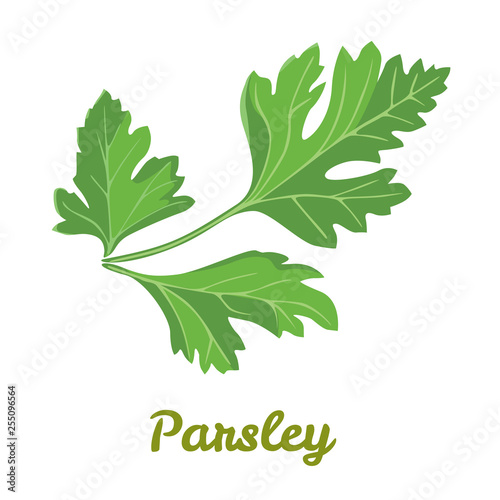 Parsley isolated on white background. Vector illustration of fragrant herbs in cartoon simple flat style.