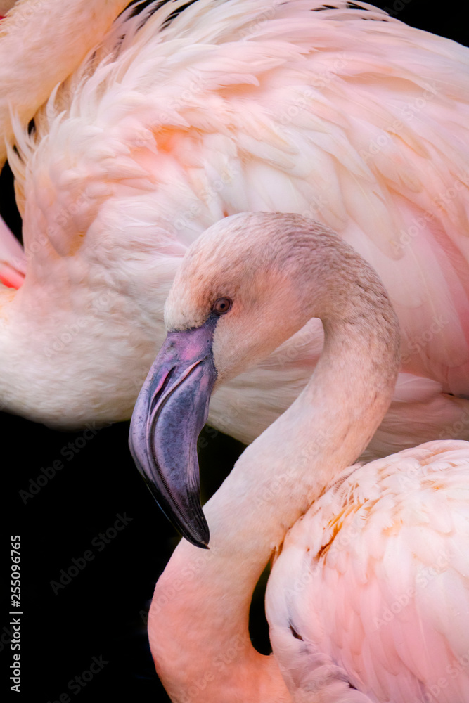 pink flamingo close up in the detail