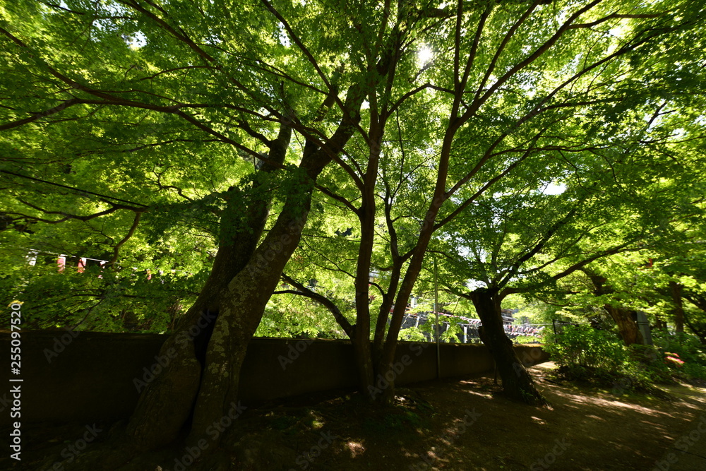 Naklejka premium 栃木県袋田の滝