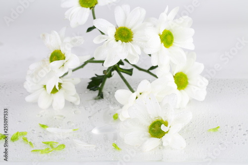 Bouquet of chrysanthemums on a white background photo