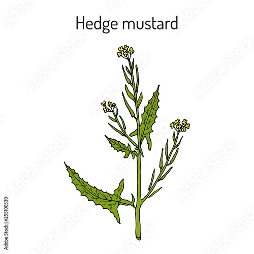 Hedge mustard Sisymbrium officinale , medicinal plant photo