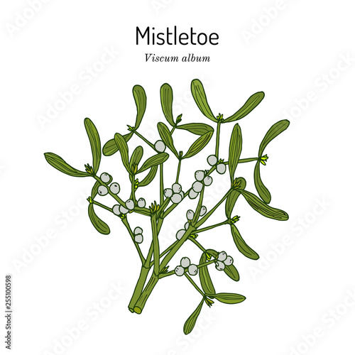White or European mistletoe Viscum album , ornamental and medicinal plant
