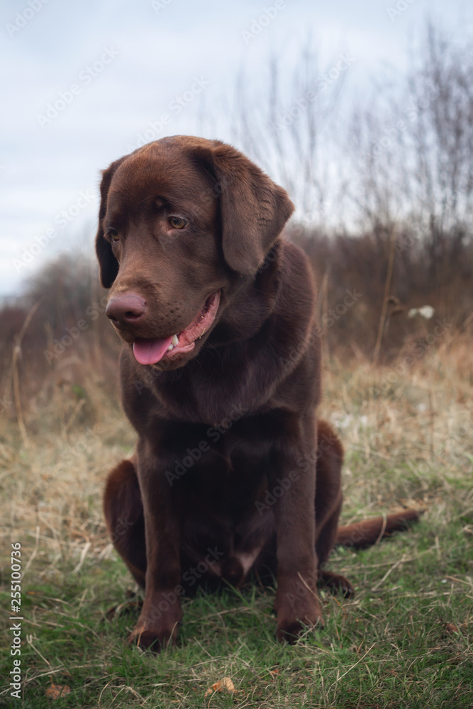 chocolate labrador