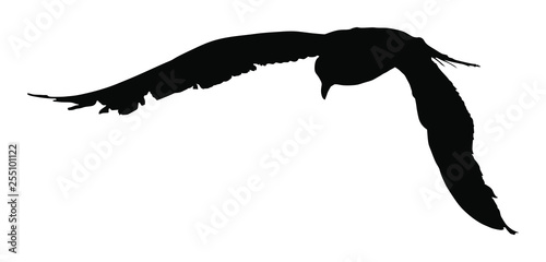 Seagull fly vector silhouette on white background, wings spread. Bird fly silhouette. Freedom symbol of liberty. Fish hunter flying.