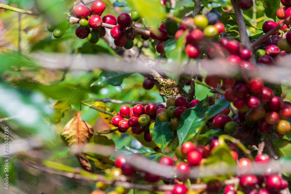Ripe coffee beans on Lam Vien highland, Lam Dong, Vietnam Ripe coffee beans on Lam Vien highland, Lam Dong, Vietnam