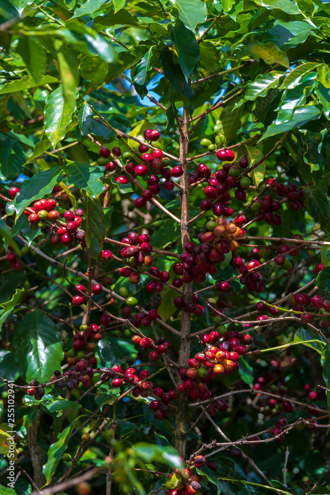 Ripe coffee beans on Lam Vien highland, Lam Dong, Vietnam