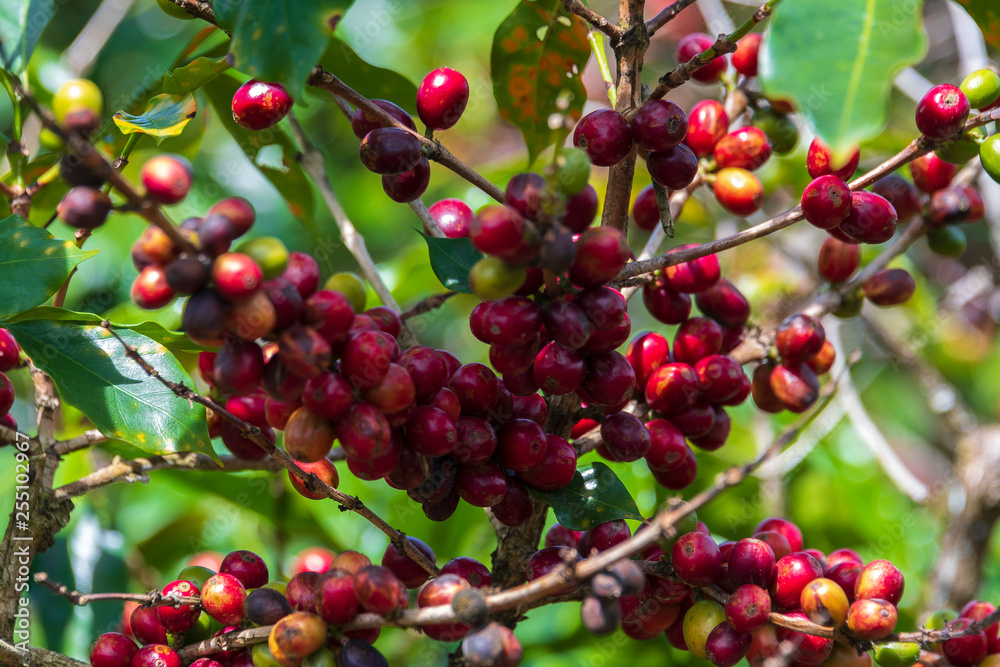 Ripe coffee beans on Lam Vien highland, Lam Dong, Vietnam Ripe coffee beans on Lam Vien highland, Lam Dong, Vietnam