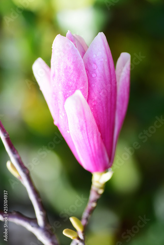 Magnolia flower closeup © Iaroslava Zubenko