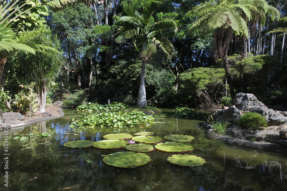 Landscape view of tropical garden and a pond Landscape view of tropical garden and a pond