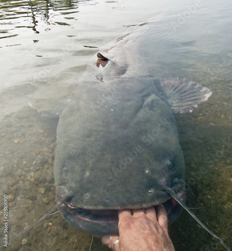 Pesce siluro trattenuto da una mano in bocca