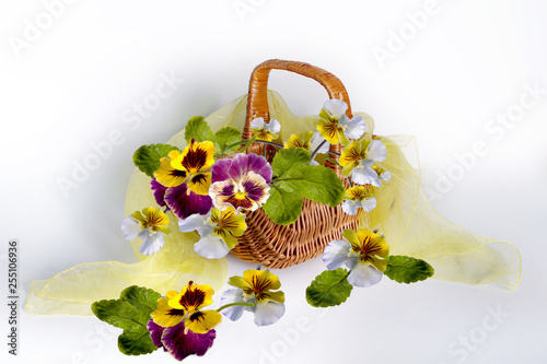 Beautiful bouquet of Viola in a wicker basket on a white background. Beautiful pictures of flowers.