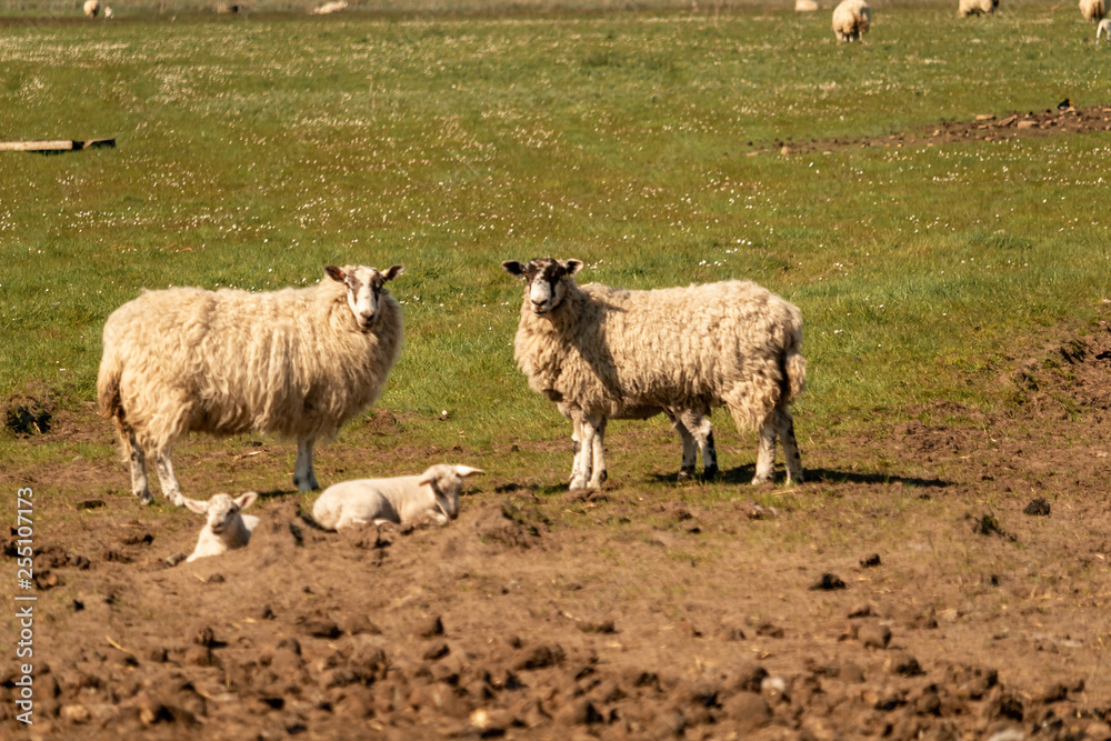 Fototapeta premium mouton dans un pré 