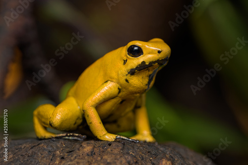 Golden poison frog calling on a log © Thorsten Spoerlein