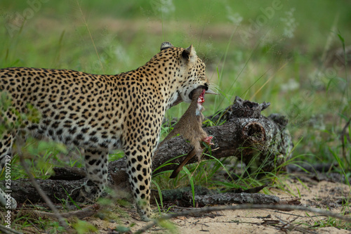Young leopard playing with a duiker that mom killed