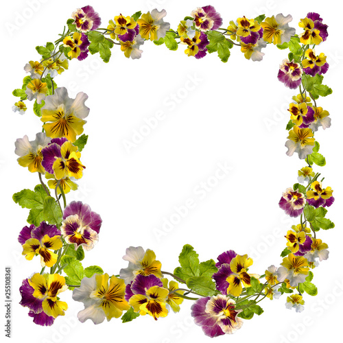 Panorama viola flowers isolated on white background