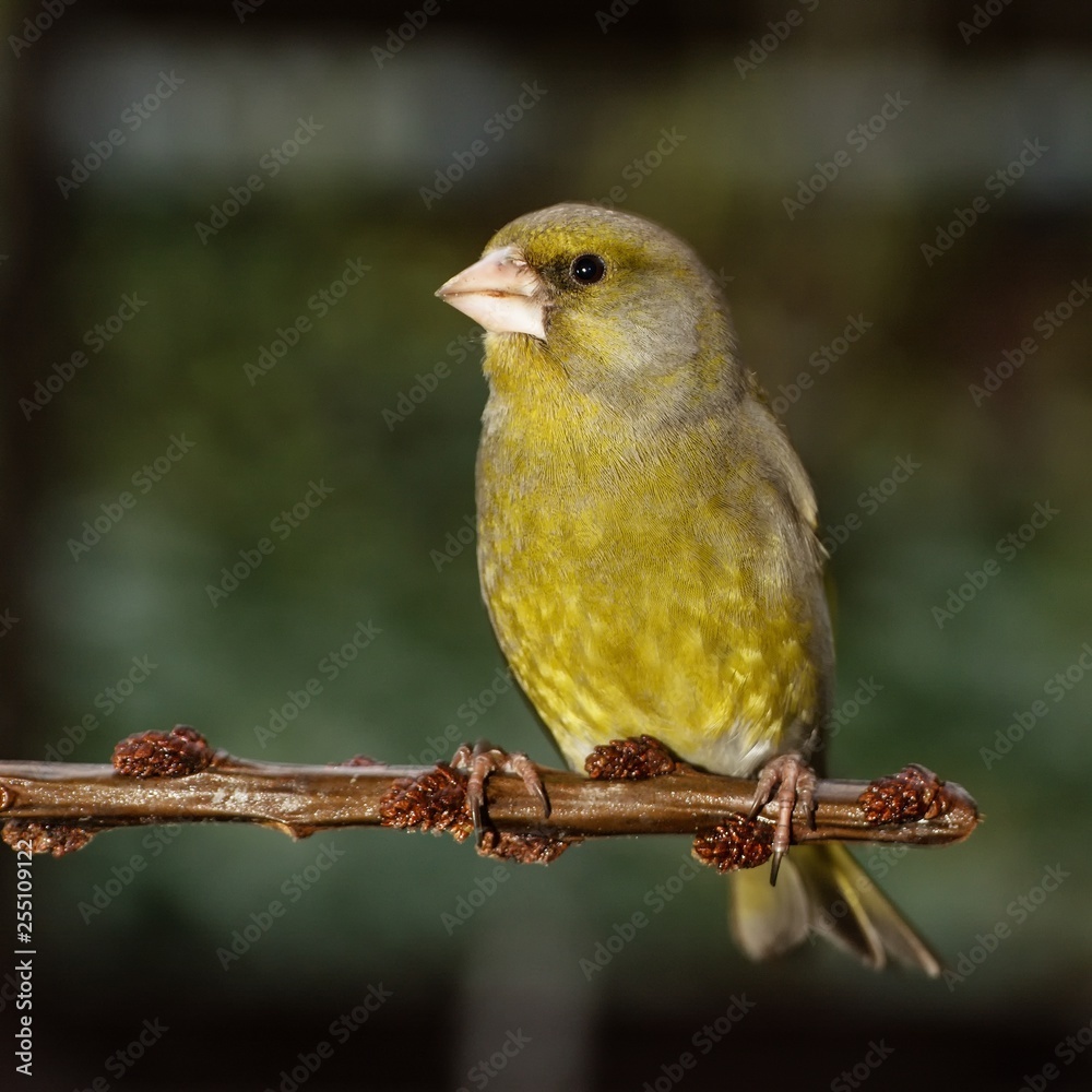 Obraz premium The Greenfinch on the branch. East Moravia. Europe.