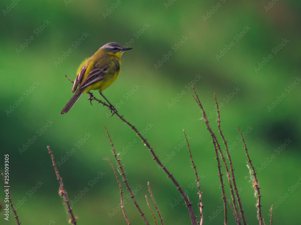 Obraz premium Summer bird
