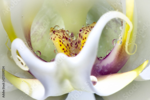 Water drops inside a Phalaenopsis Orchid photo