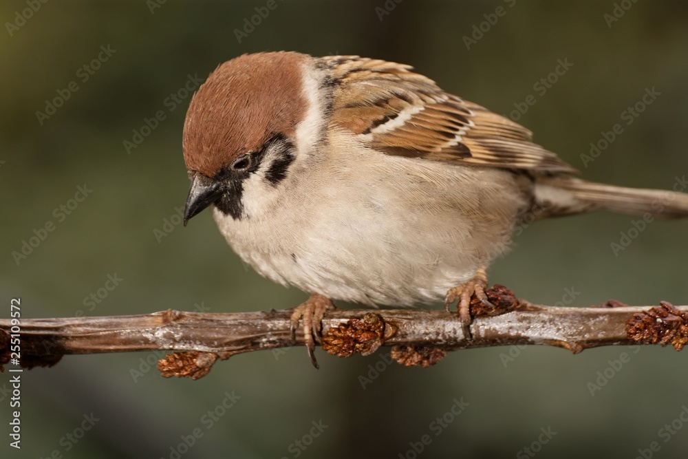 Naklejka premium Tree sparrow (Passer montanus) on a branch. East Moravia. Europe.