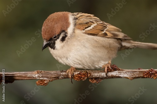 Tree sparrow (Passer montanus) on a branch. East Moravia. Europe.