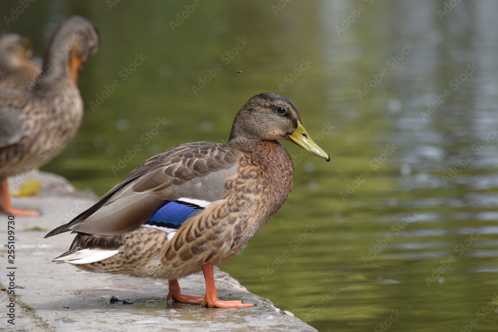 mallard duck mallard duck