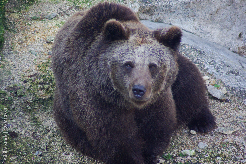 Brown Bear