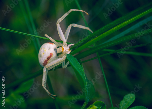 Spider photo