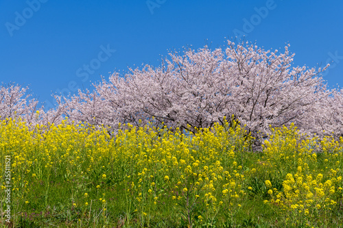 菜の花と桜