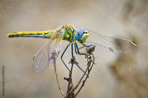 libellula gialla e blu posata su uno stecco