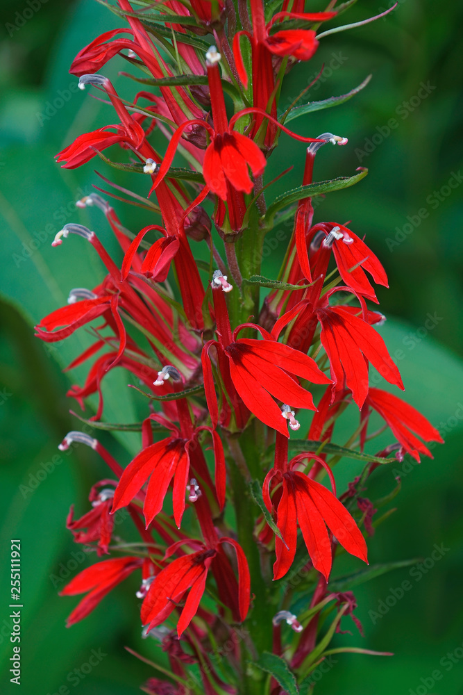 Cardinal flower (Lobelia cardinalis). Cardinal flower (Lobelia cardinalis).