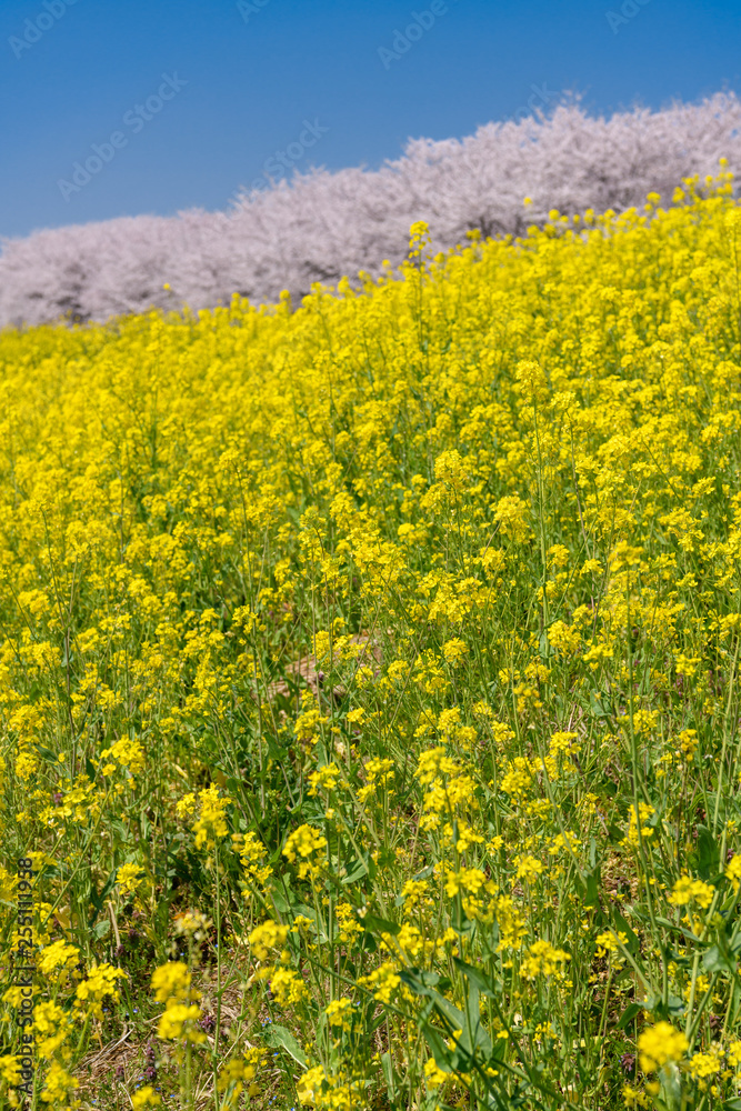 Obraz premium 菜の花と桜