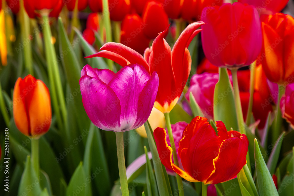 Decorative flowers in a greenhouse