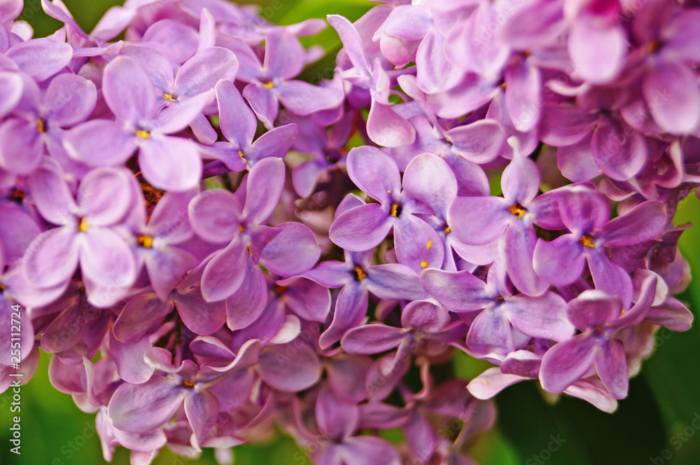Lilac, purple and pink lilac flowers on a branch with green leaves on a spring sunny day