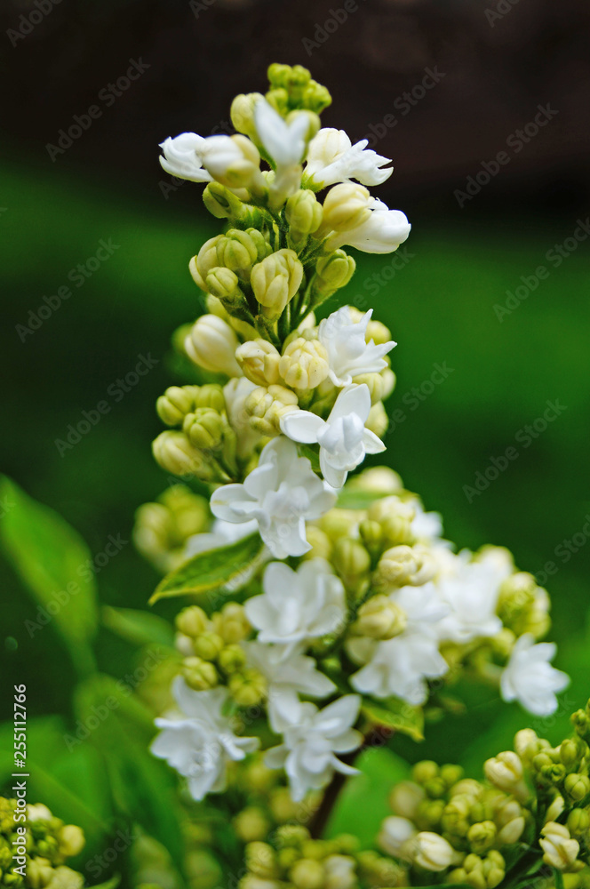 White, yellowish and greenish lilac flowers on a branch with green leaves on a spring sunny day White, yellowish and greenish lilac flowers on a branch with green leaves on a spring sunny day
