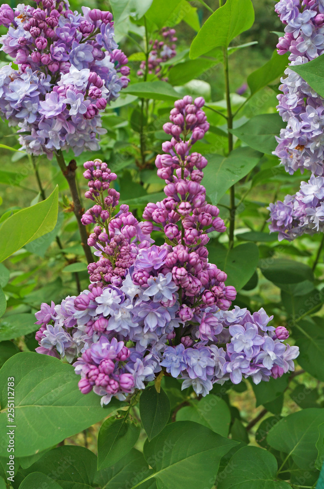Lilac, purple and pink lilac flowers on a branch with green leaves on a spring sunny day