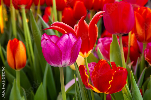 Decorative flowers in a greenhouse