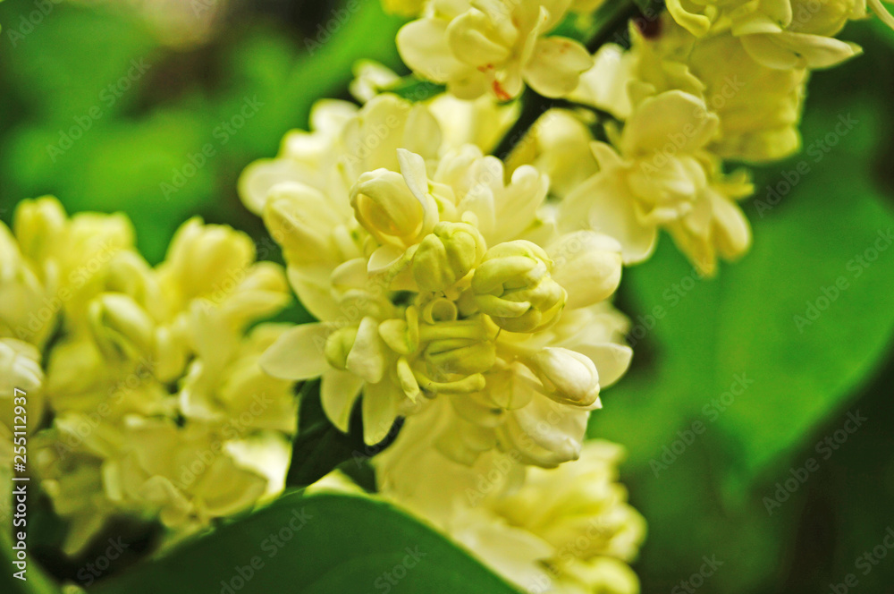 White, yellowish and greenish lilac flowers on a branch with green leaves on a spring sunny day White, yellowish and greenish lilac flowers on a branch with green leaves on a spring sunny day
