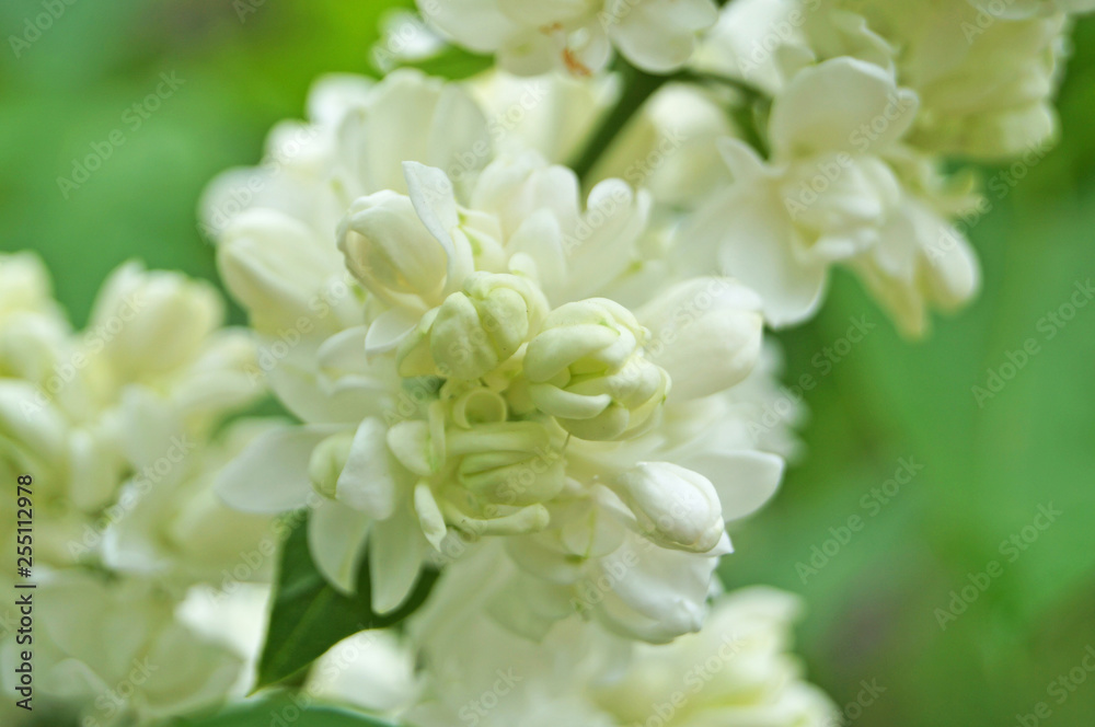 White, yellowish and greenish lilac flowers on a branch with green leaves on a spring sunny day