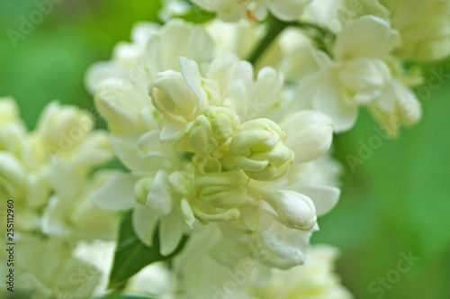 White, yellowish and greenish lilac flowers on a branch with green leaves on a spring sunny day