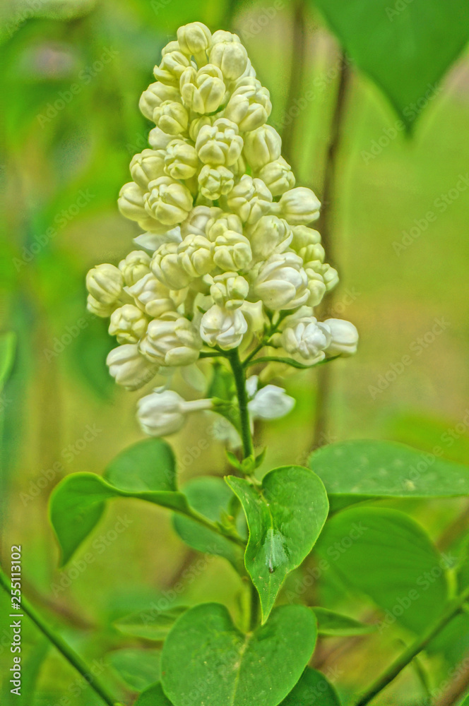 White, yellowish and greenish lilac flowers on a branch with green leaves on a spring sunny day White, yellowish and greenish lilac flowers on a branch with green leaves on a spring sunny day