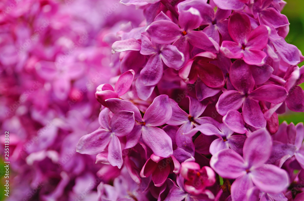 Lilac, purple and pink lilac flowers on a branch with green leaves on a spring sunny day Lilac, purple and pink lilac flowers on a branch with green leaves on a spring sunny day