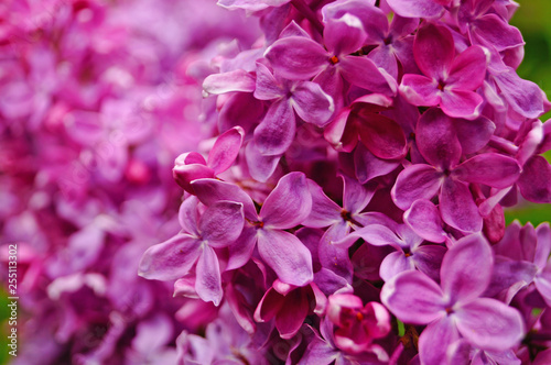 Lilac  purple and pink lilac flowers on a branch with green leaves on a spring sunny day