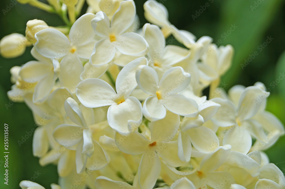 White, yellowish and greenish lilac flowers on a branch with green leaves on a spring sunny day White, yellowish and greenish lilac flowers on a branch with green leaves on a spring sunny day