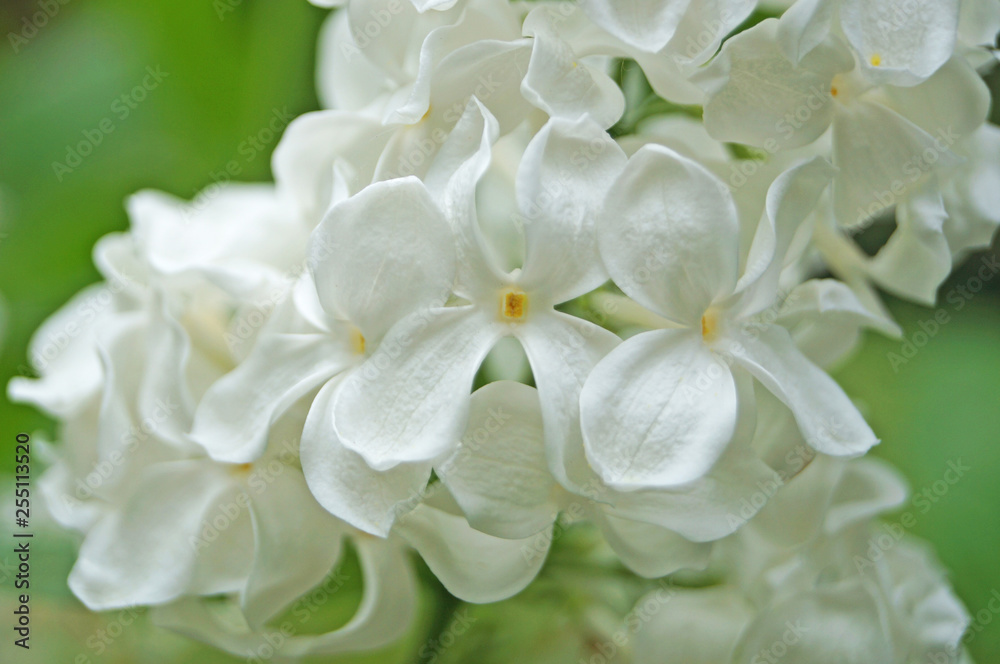 White, yellowish and greenish lilac flowers on a branch with green leaves on a spring sunny day White, yellowish and greenish lilac flowers on a branch with green leaves on a spring sunny day