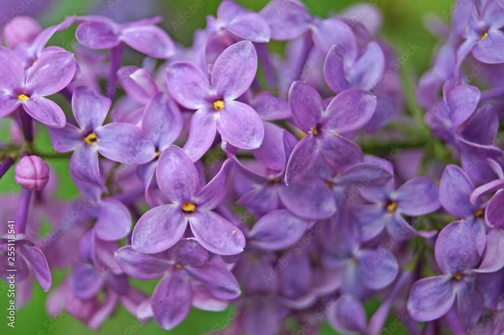 Lilac, purple and pink lilac flowers on a branch with green leaves on a spring sunny day